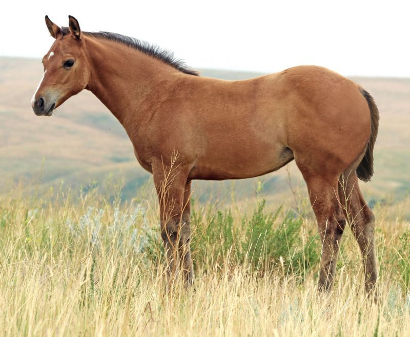 053 - Miss Kingette Shiner filly